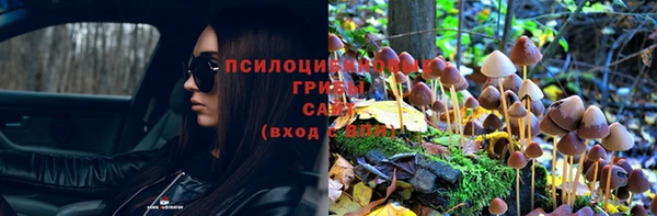 индика Абаза